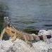 iguana_green_tf_gc_h_0187_cay1104.jpg